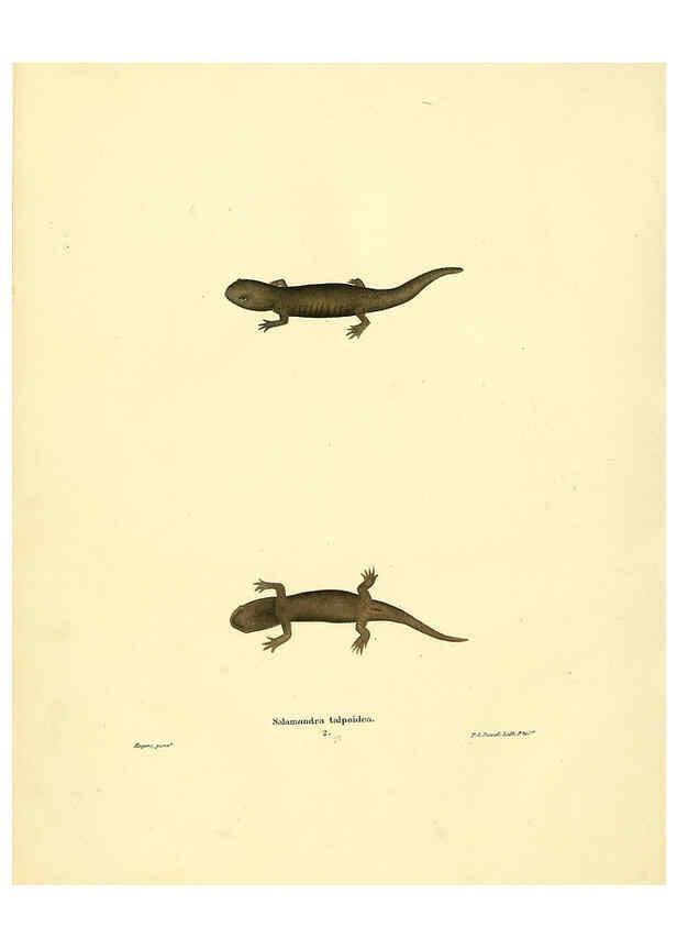 Reproducción/Reproduction 6075910339: North American herpetology. v.3. Philadelphia :J. Dobson,1836-1840