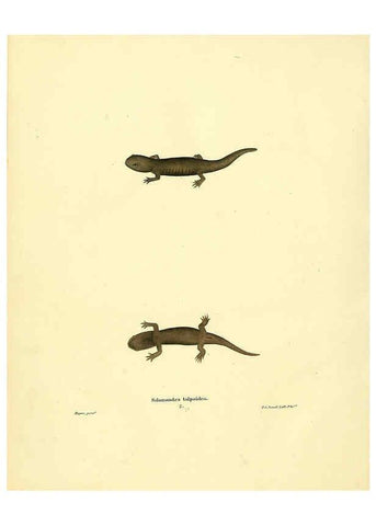Reproducción/Reproduction 6075910339: North American herpetology. v.3. Philadelphia :J. Dobson,1836-1840