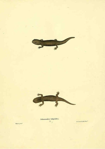 Reproducción/Reproduction 6075910339: North American herpetology. v.3. Philadelphia :J. Dobson,1836-1840