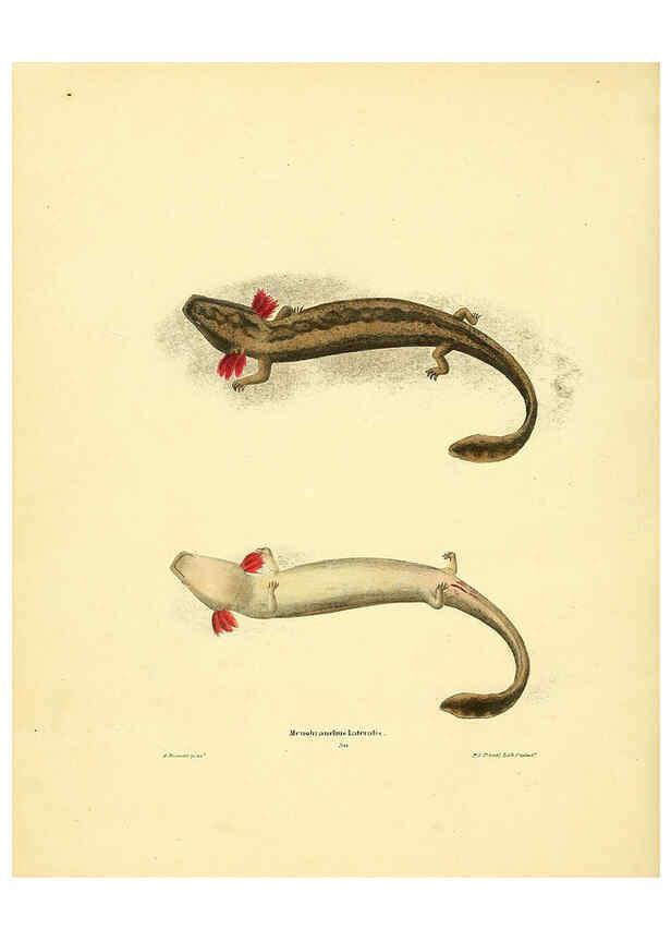 Reproducción/Reproduction 6076447176: North American herpetology. v.3. Philadelphia :J. Dobson,1836-1840
