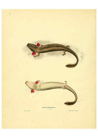 Reproducción/Reproduction 6076447176: North American herpetology. v.3. Philadelphia :J. Dobson,1836-1840