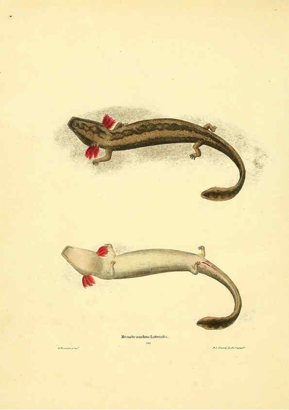 Reproducción/Reproduction 6076447176: North American herpetology. v.3. Philadelphia :J. Dobson,1836-1840