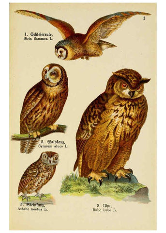 Reproducción/Reproduction 6076857182: Schreibers kleiner Atlas der einheimischen Vögel. v.1. Esslinger,J.F. Schreiber[n.d.] 