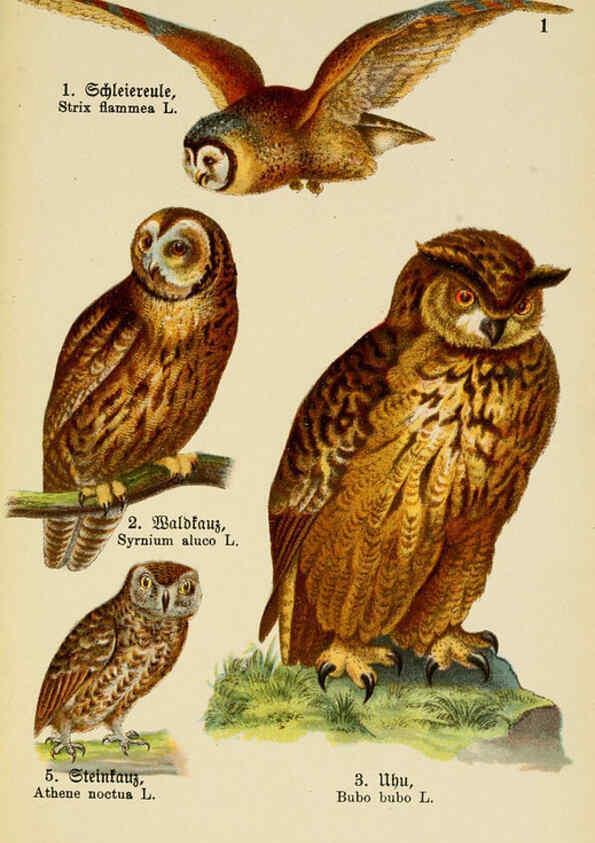 Reproducción/Reproduction 6076857182: Schreibers kleiner Atlas der einheimischen Vögel. v.1. Esslinger,J.F. Schreiber[n.d.] 
