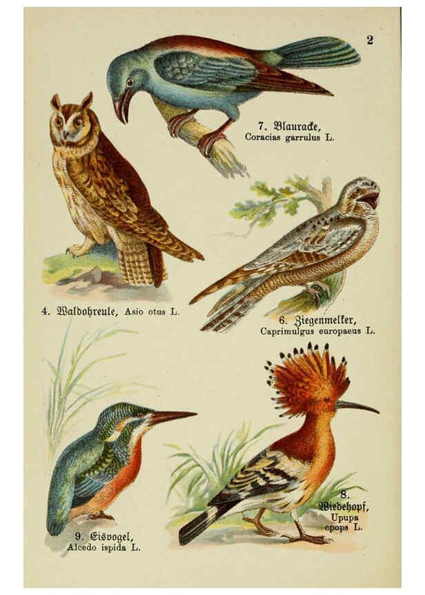 Reproducción/Reproduction 6076321171: Schreibers kleiner Atlas der einheimischen Vögel. v.1. Esslinger,J.F. Schreiber[n.d.] 