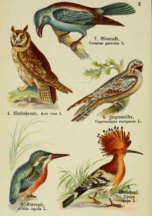 Reproducción/Reproduction 6076321171: Schreibers kleiner Atlas der einheimischen Vögel. v.1. Esslinger,J.F. Schreiber[n.d.] 