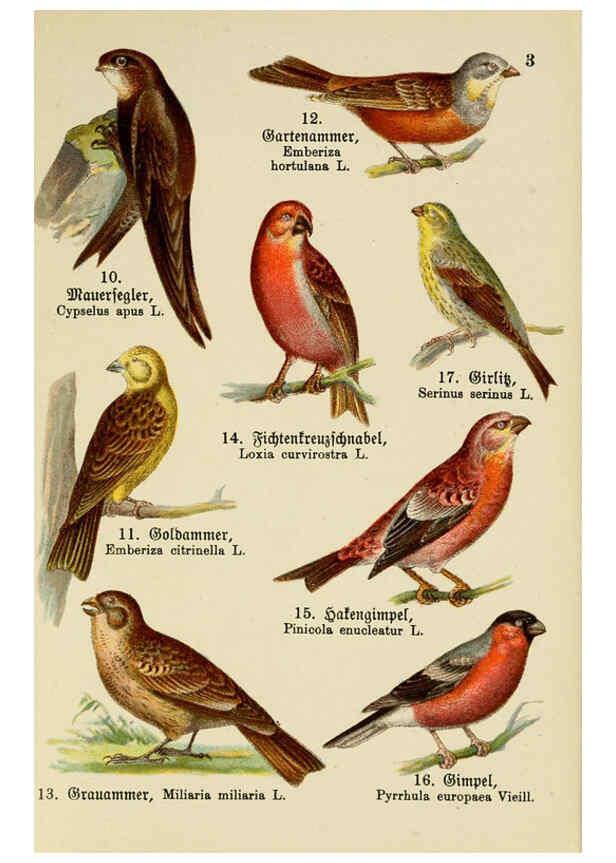 Reproducción/Reproduction 6076321471: Schreibers kleiner Atlas der einheimischen Vögel. v.1. Esslinger,J.F. Schreiber[n.d.] 