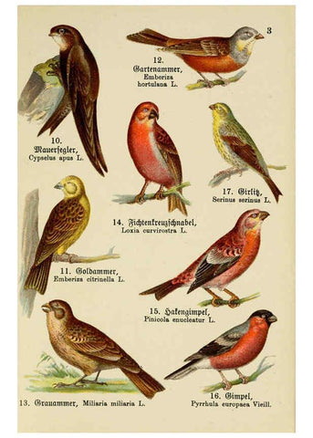 Reproducción/Reproduction 6076321471: Schreibers kleiner Atlas der einheimischen Vögel. v.1. Esslinger,J.F. Schreiber[n.d.] 