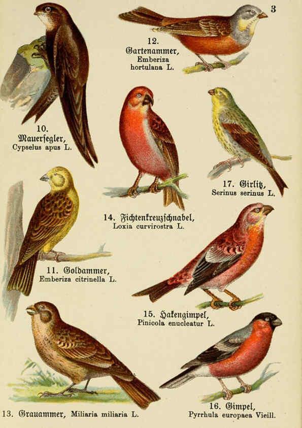 Reproducción/Reproduction 6076321471: Schreibers kleiner Atlas der einheimischen Vögel. v.1. Esslinger,J.F. Schreiber[n.d.] 