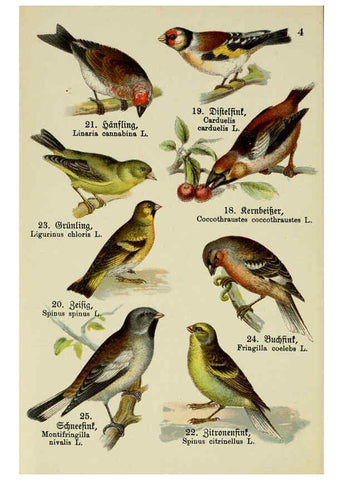 Reproducción/Reproduction 6076857960: Schreibers kleiner Atlas der einheimischen Vögel. v.1. Esslinger,J.F. Schreiber[n.d.] 