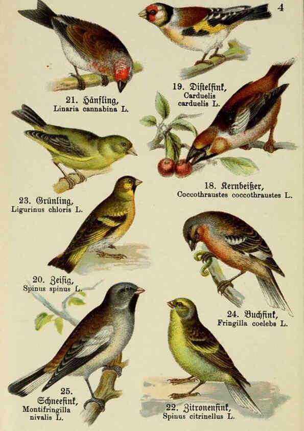 Reproducción/Reproduction 6076857960: Schreibers kleiner Atlas der einheimischen Vögel. v.1. Esslinger,J.F. Schreiber[n.d.] 