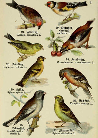Reproducción/Reproduction 6076857960: Schreibers kleiner Atlas der einheimischen Vögel. v.1. Esslinger,J.F. Schreiber[n.d.] 