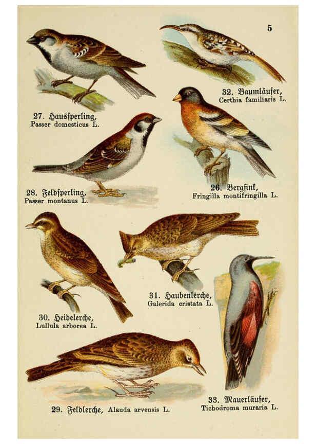 Reproducción/Reproduction 6076858278: Schreibers kleiner Atlas der einheimischen Vögel. v.1. Esslinger,J.F. Schreiber[n.d.] 