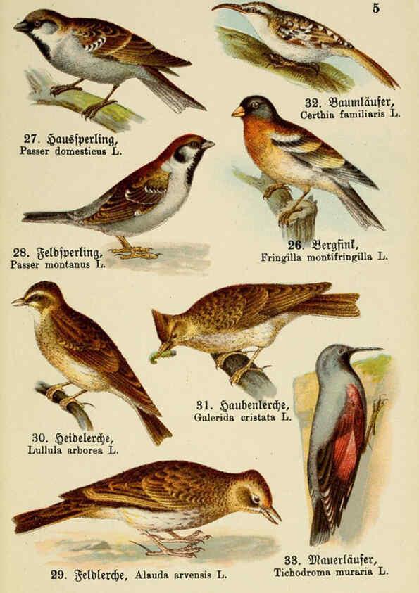 Reproducción/Reproduction 6076858278: Schreibers kleiner Atlas der einheimischen Vögel. v.1. Esslinger,J.F. Schreiber[n.d.] 