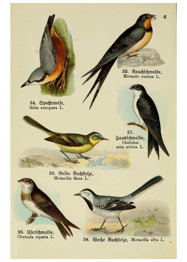 Reproducción/Reproduction 6076322157: Schreibers kleiner Atlas der einheimischen Vögel. v.1. Esslinger,J.F. Schreiber[n.d.] 