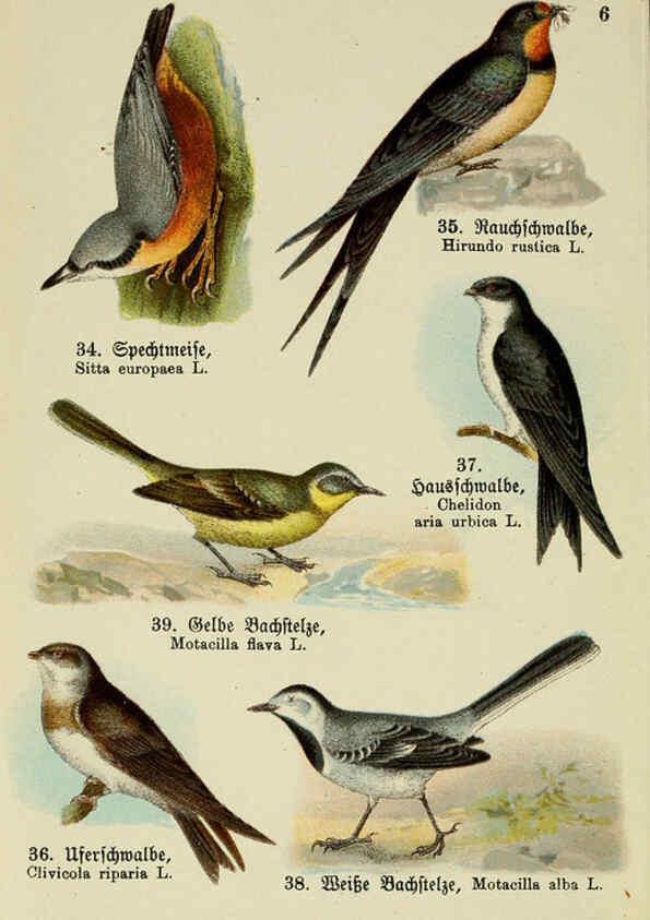Reproducción/Reproduction 6076322157: Schreibers kleiner Atlas der einheimischen Vögel. v.1. Esslinger,J.F. Schreiber[n.d.] 