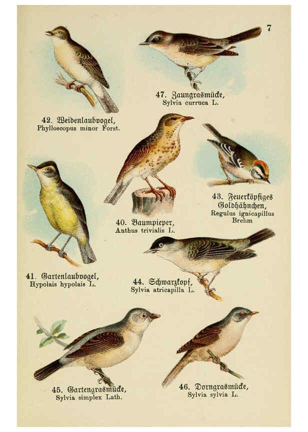 Reproducción/Reproduction 6076858720: Schreibers kleiner Atlas der einheimischen Vögel. v.1. Esslinger,J.F. Schreiber[n.d.] 