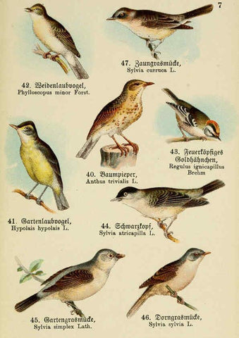 Reproducción/Reproduction 6076858720: Schreibers kleiner Atlas der einheimischen Vögel. v.1. Esslinger,J.F. Schreiber[n.d.] 