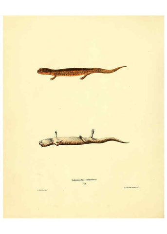 Reproducción/Reproduction 6075909353: North American herpetology. v.3. Philadelphia :J. Dobson,1836-1840