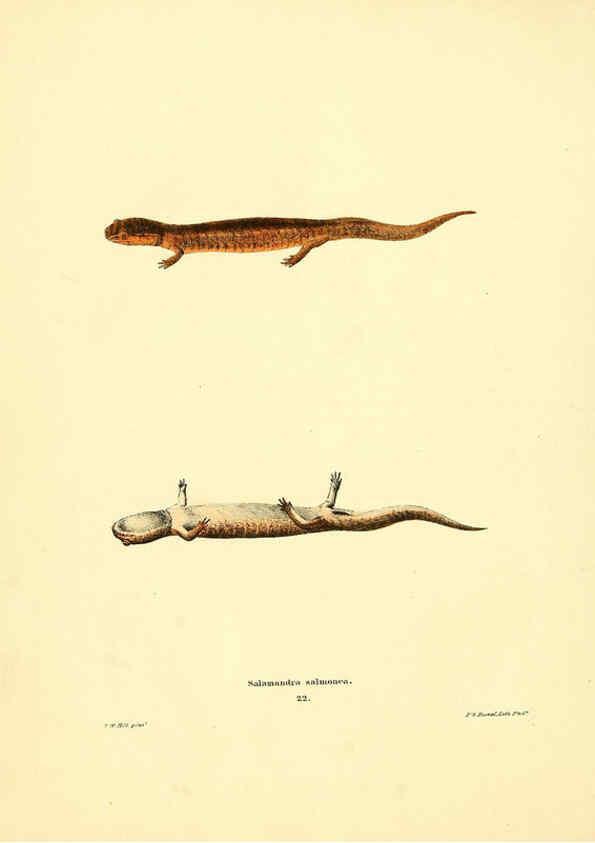 Reproducción/Reproduction 6075909353: North American herpetology. v.3. Philadelphia :J. Dobson,1836-1840