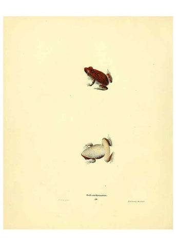 Reproducción/Reproduction 6076445878: North American herpetology. v.3. Philadelphia :J. Dobson,1836-1840