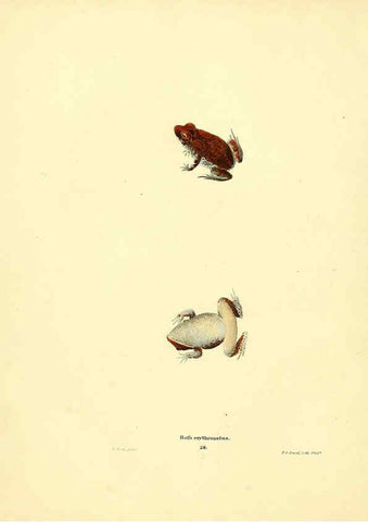 Reproducción/Reproduction 6076445878: North American herpetology. v.3. Philadelphia :J. Dobson,1836-1840