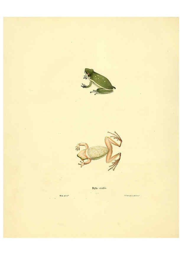 Reproducción/Reproduction 6076445748: North American herpetology. v.3. Philadelphia :J. Dobson,1836-1840