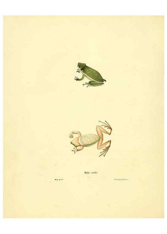 Reproducción/Reproduction 6076445748: North American herpetology. v.3. Philadelphia :J. Dobson,1836-1840