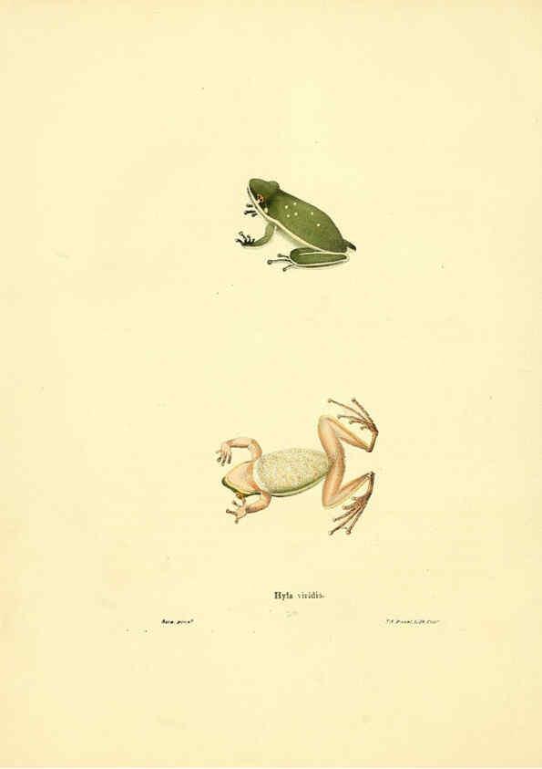 Reproducción/Reproduction 6076445748: North American herpetology. v.3. Philadelphia :J. Dobson,1836-1840