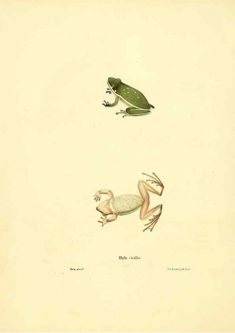 Reproducción/Reproduction 6076445748: North American herpetology. v.3. Philadelphia :J. Dobson,1836-1840