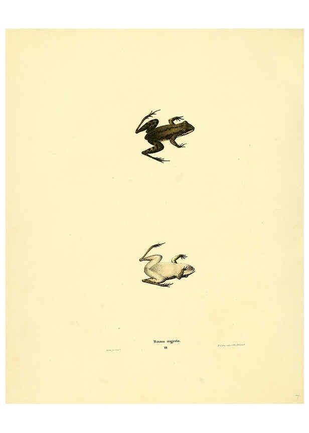Reproducción/Reproduction 6075909005: North American herpetology. v.3. Philadelphia :J. Dobson,1836-1840