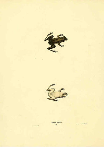 Reproducción/Reproduction 6075909005: North American herpetology. v.3. Philadelphia :J. Dobson,1836-1840