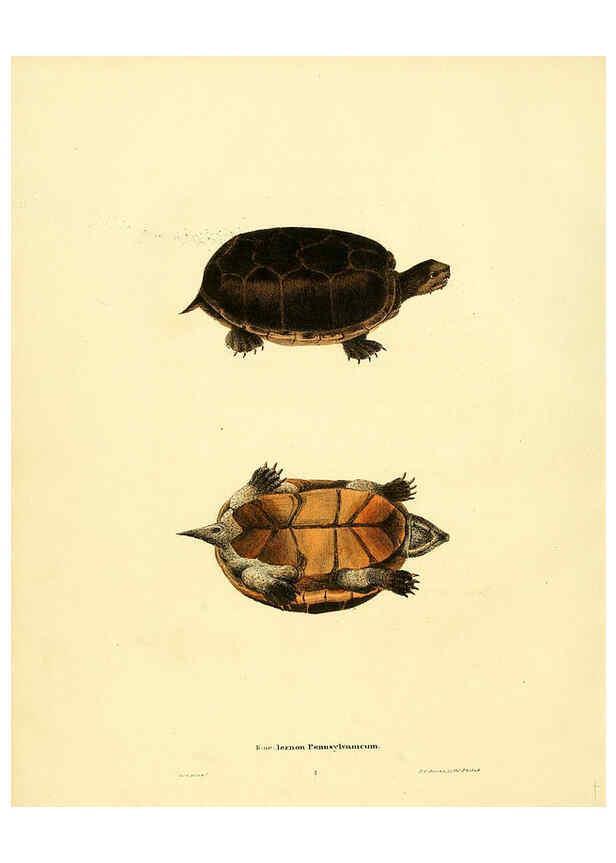 Reproducción/Reproduction 6076443164: North American herpetology. v.3. Philadelphia :J. Dobson,1836-1840