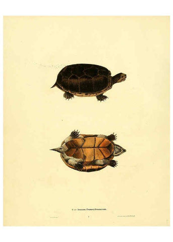 Reproducción/Reproduction 6076443164: North American herpetology. v.3. Philadelphia :J. Dobson,1836-1840