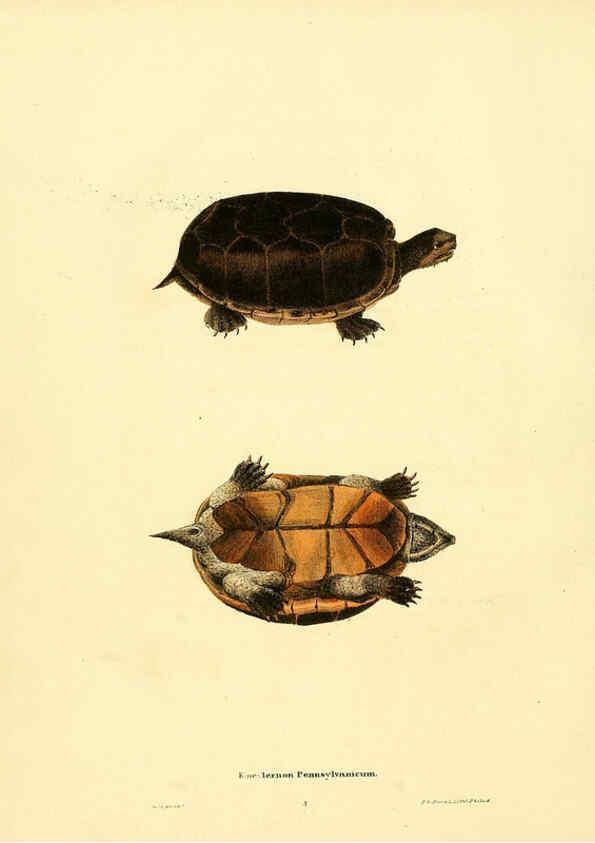Reproducción/Reproduction 6076443164: North American herpetology. v.3. Philadelphia :J. Dobson,1836-1840