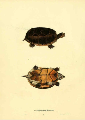 Reproducción/Reproduction 6076443164: North American herpetology. v.3. Philadelphia :J. Dobson,1836-1840
