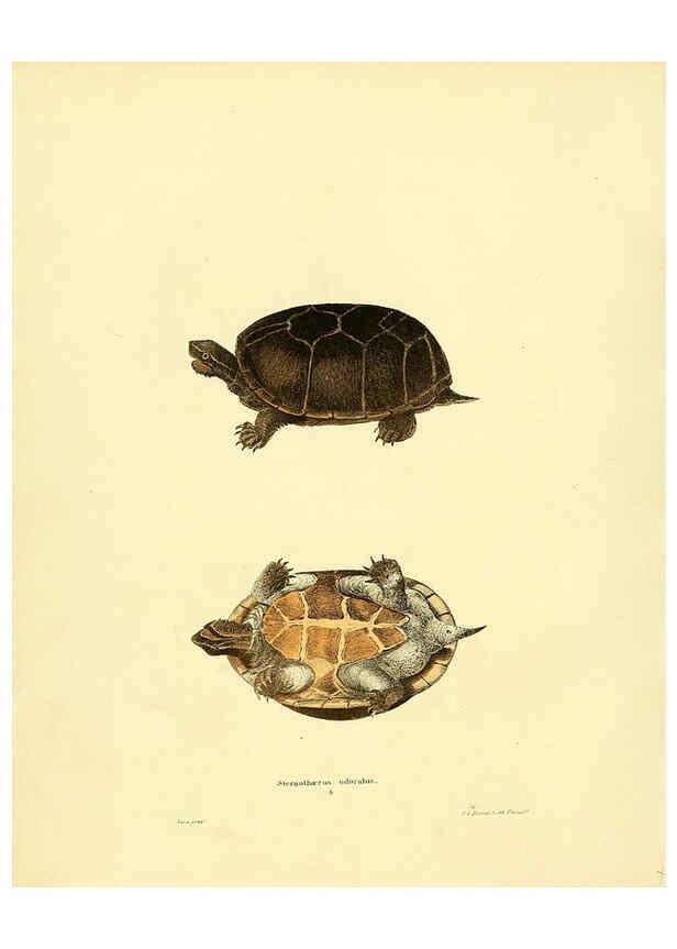 Reproducción/Reproduction 6076443310: North American herpetology. v.3. Philadelphia :J. Dobson,1836-1840