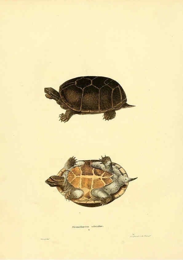 Reproducción/Reproduction 6076443310: North American herpetology. v.3. Philadelphia :J. Dobson,1836-1840