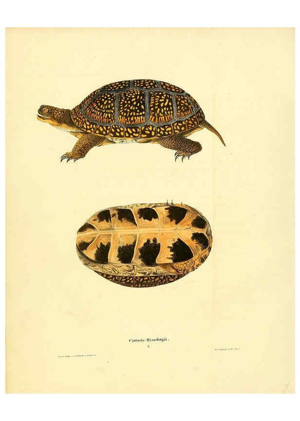 Reproducción/Reproduction 6075906813: North American herpetology. v.3. Philadelphia :J. Dobson,1836-1840
