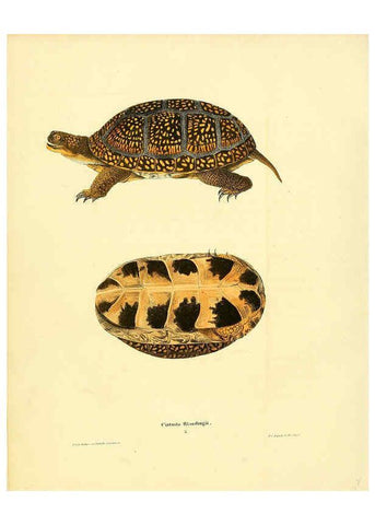 Reproducción/Reproduction 6075906813: North American herpetology. v.3. Philadelphia :J. Dobson,1836-1840