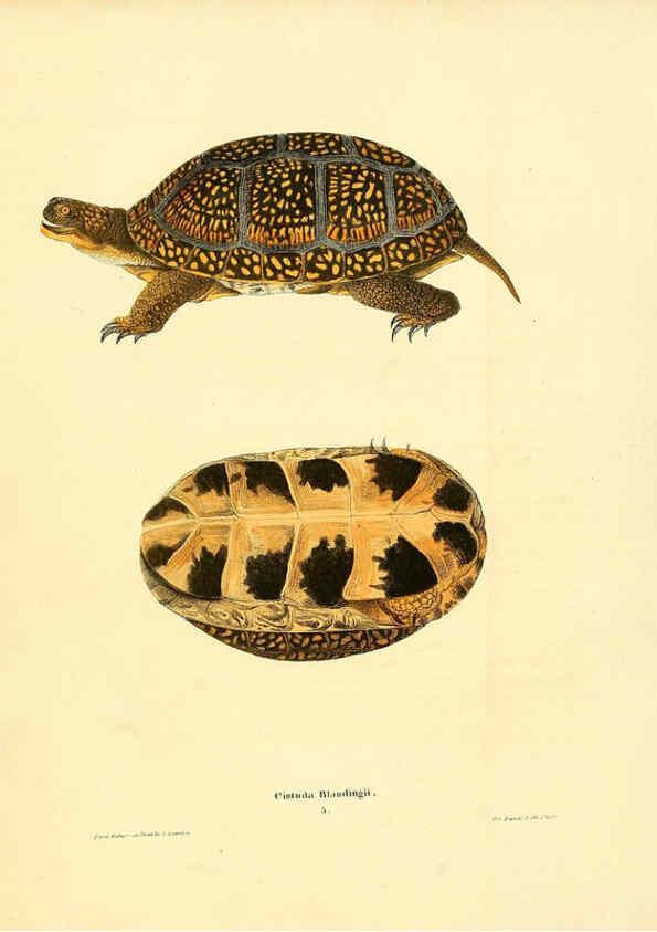 Reproducción/Reproduction 6075906813: North American herpetology. v.3. Philadelphia :J. Dobson,1836-1840