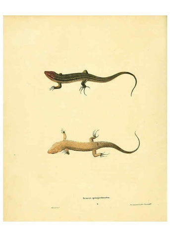 Reproducción/Reproduction 6076443652: North American herpetology. v.3. Philadelphia :J. Dobson,1836-1840