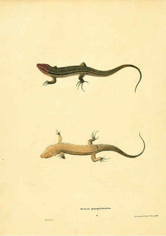 Reproducción/Reproduction 6076443652: North American herpetology. v.3. Philadelphia :J. Dobson,1836-1840