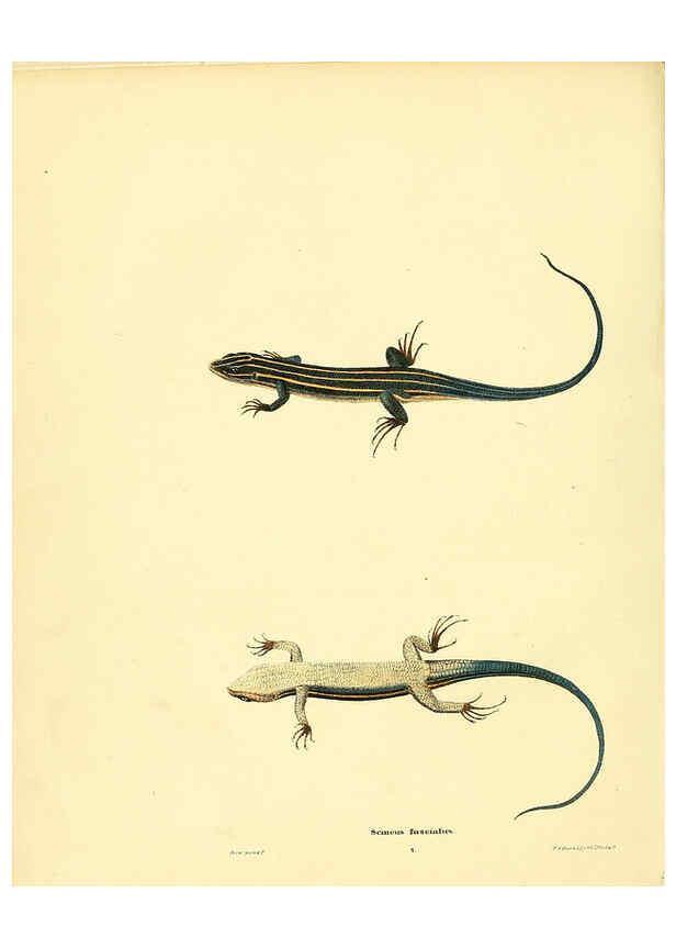 Reproducción/Reproduction 6075907267: North American herpetology. v.3. Philadelphia :J. Dobson,1836-1840