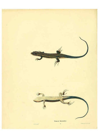 Reproducción/Reproduction 6075907267: North American herpetology. v.3. Philadelphia :J. Dobson,1836-1840