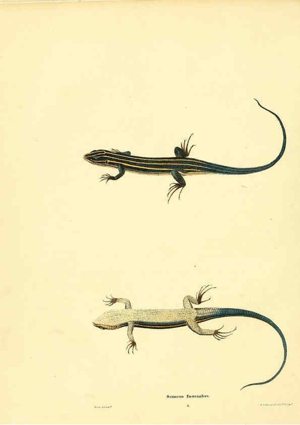 Reproducción/Reproduction 6075907267: North American herpetology. v.3. Philadelphia :J. Dobson,1836-1840