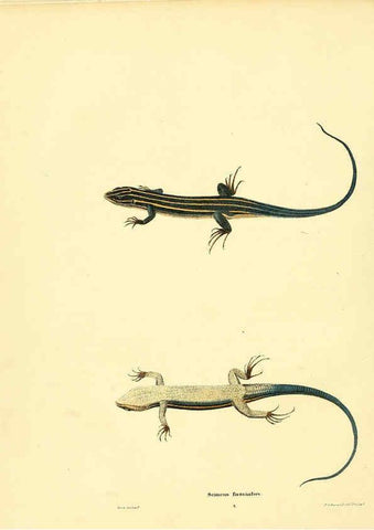 Reproducción/Reproduction 6075907267: North American herpetology. v.3. Philadelphia :J. Dobson,1836-1840