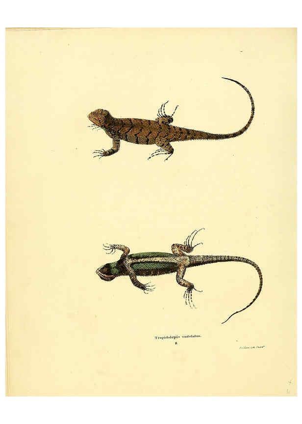 Reproducción/Reproduction 6075907415: North American herpetology. v.3. Philadelphia :J. Dobson,1836-1840