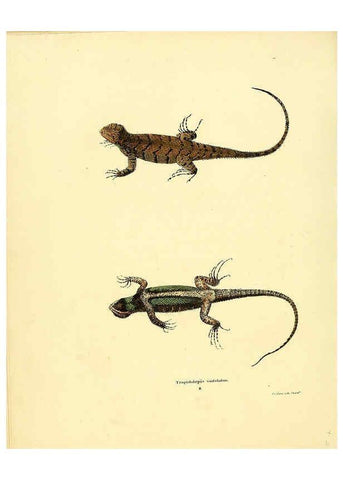 Reproducción/Reproduction 6075907415: North American herpetology. v.3. Philadelphia :J. Dobson,1836-1840