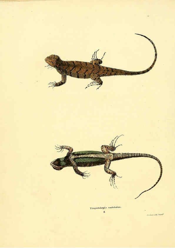 Reproducción/Reproduction 6075907415: North American herpetology. v.3. Philadelphia :J. Dobson,1836-1840